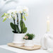 Hvid Phalaenopsis Orchid - Sæt Med 2