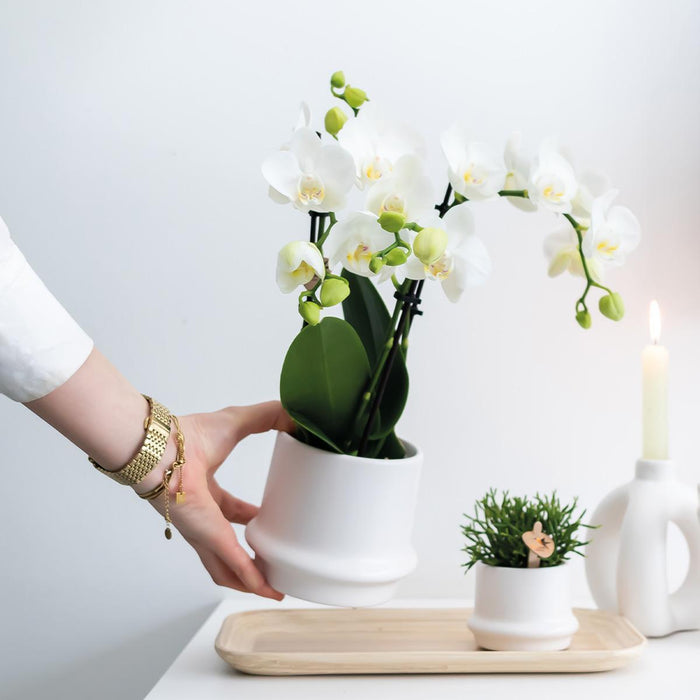 Hvid Phalaenopsis Orchid - Sæt Med 2
