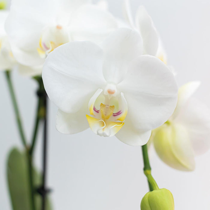 Hvid Phalaenopsis Orchid - Sæt Med 2