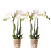 Hvid Phalaenopsis Orchid - Sæt Med 2