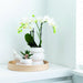 Hvid Phalaenopsis Orchid - Sæt Med 2
