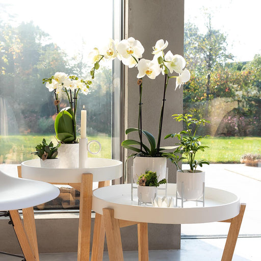 Hvid Phalaenopsis Orkidé - Ø12Cm - Blomstrende Stueplante