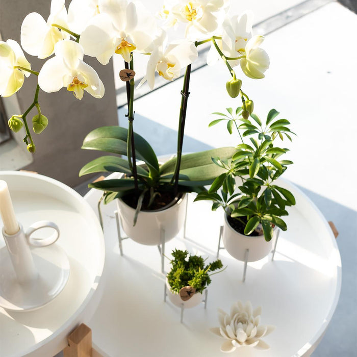 Hvid Phalaenopsis Orkidé - Ø12Cm - Blomstrende Stueplante