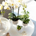 Hvid Phalaenopsis Orkidé - Ø12Cm - Blomstrende Stueplante