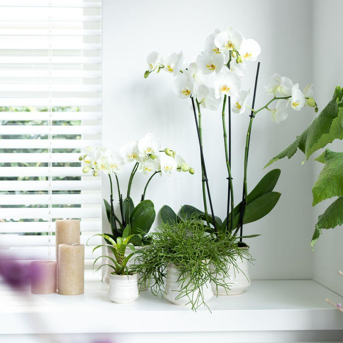 Hvid Phalaenopsis Orkidé - Ø12Cm - Blomstrende Stueplante