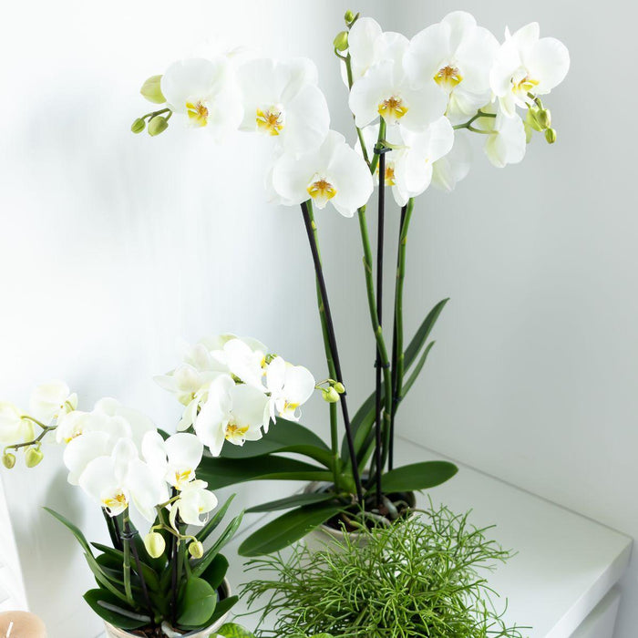 Hvid Phalaenopsis Orkidé - Ø12Cm - Blomstrende Stueplante