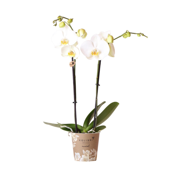 Hvid Phalaenopsis Orkidé - Ø12Cm - Blomstrende Stueplante