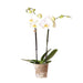 Hvid Phalaenopsis Orkidé - Ø12Cm - Blomstrende Stueplante