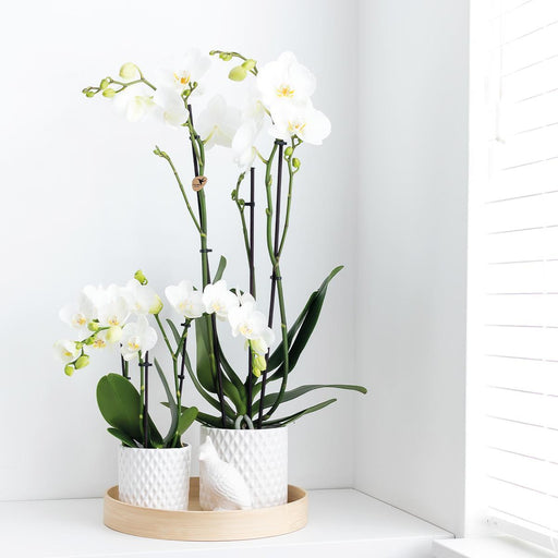 Hvid Phalaenopsis Orkidé - Ø12Cm - Blomstrende Stueplante