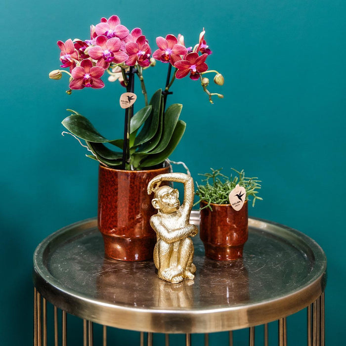 Phalaenopsis Congo Orchid Pot Klassisk Rød