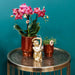 Phalaenopsis Congo Orchid Pot Klassisk Rød