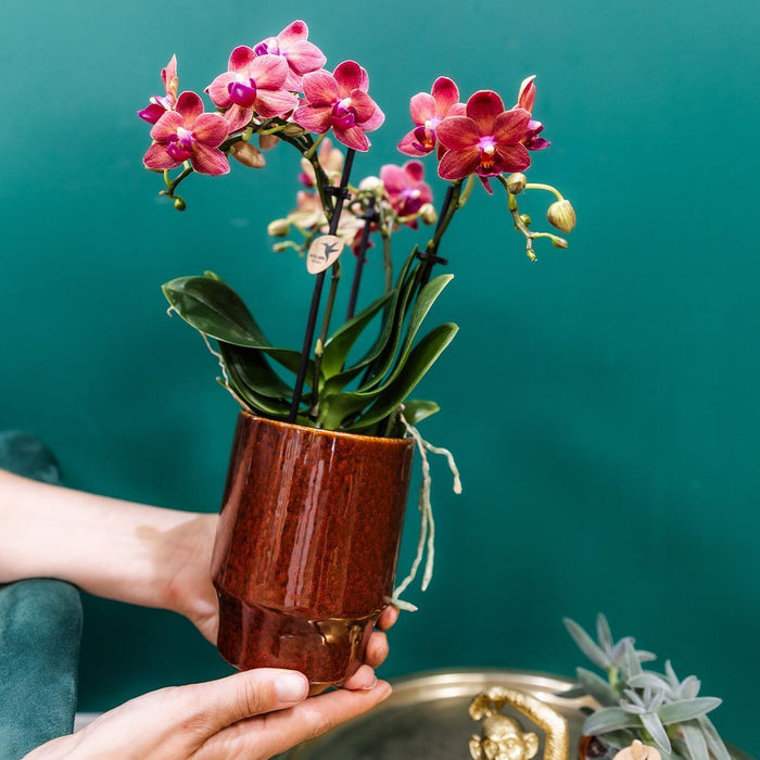 Phalaenopsis Congo Orchid Pot Klassisk Rød