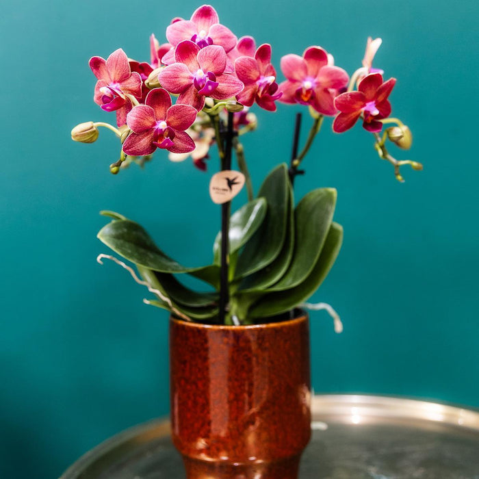 Phalaenopsis Congo Orchid Pot Klassisk Rød