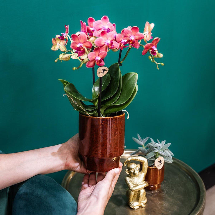 Phalaenopsis Congo Orchid Pot Klassisk Rød