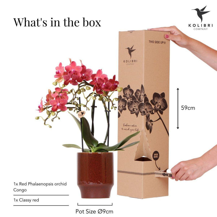Phalaenopsis Congo Orchid Pot Klassisk Rød