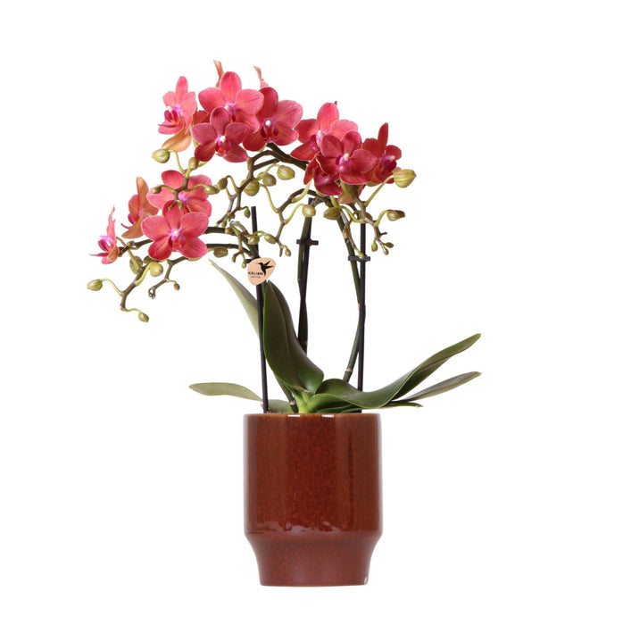 Phalaenopsis Congo Orchid Pot Klassisk Rød