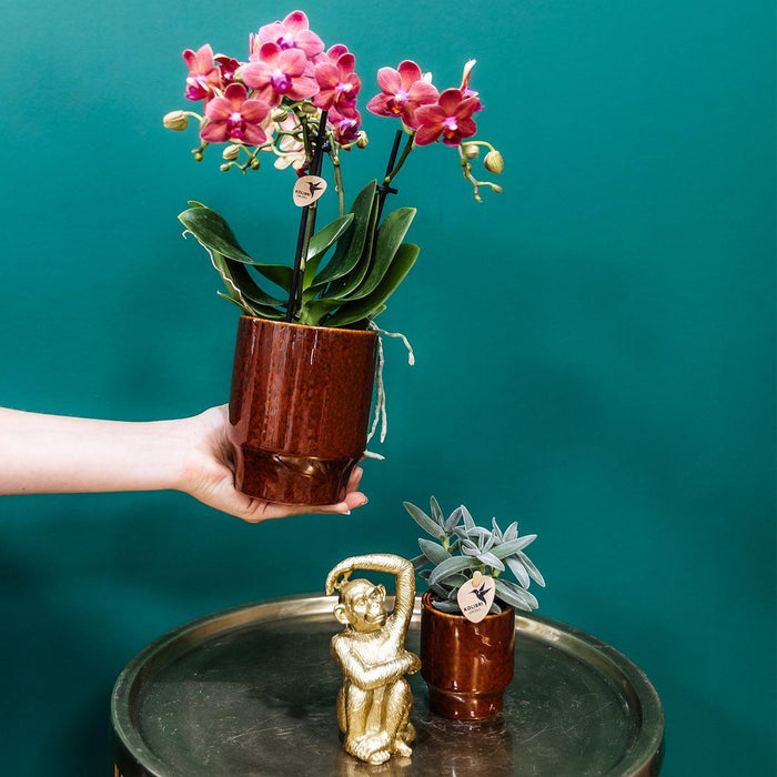 Phalaenopsis Congo Orchid Pot Klassisk Rød