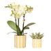 Phalaenopsis & Echeveria Orkidé I Dekorativ Stribet Potte