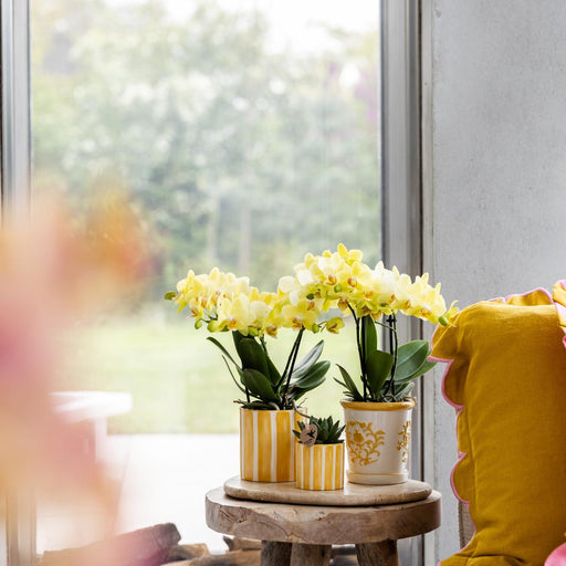 Phalaenopsis & Echeveria Orkidé I Dekorativ Stribet Potte