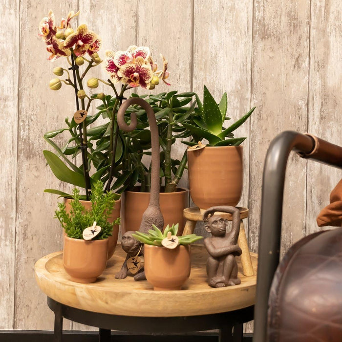 Phalaenopsis Orchid Spanien Med Emaljeret Cognac Plantekasse