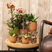 Phalaenopsis Orchid Spanien Med Emaljeret Cognac Plantekasse
