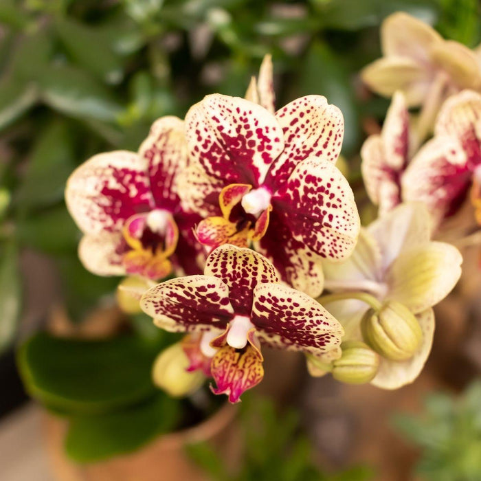 Phalaenopsis Orchid Spanien Med Emaljeret Cognac Plantekasse