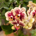 Phalaenopsis Orchid Spanien Med Emaljeret Cognac Plantekasse