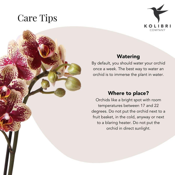 Phalaenopsis Orchid Spanien Med Emaljeret Cognac Plantekasse