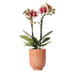 Phalaenopsis Orchid Spanien Med Emaljeret Cognac Plantekasse