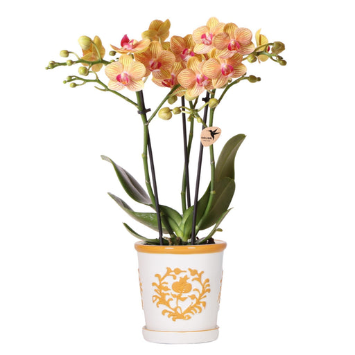 Phalaenopsis 'Jamaica' Orchid + Orange Malaga Pot