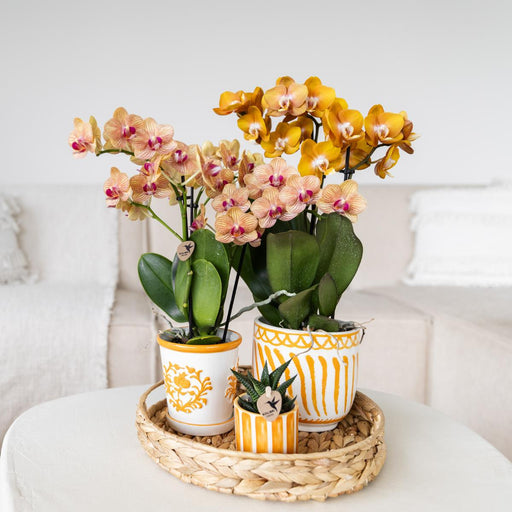 Phalaenopsis 'Jamaica' Orchid + Orange Malaga Pot