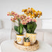 Phalaenopsis 'Jamaica' Orchid + Orange Malaga Pot