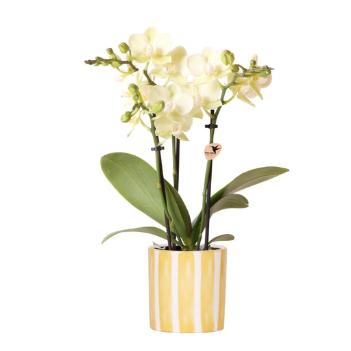 Mexico Gul Phalaenopsis Orkidé Med Gulstribet Pot