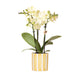 Mexico Gul Phalaenopsis Orkidé Med Gulstribet Pot