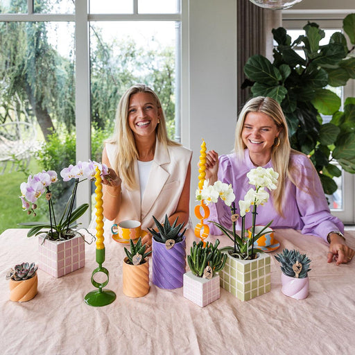 Mexico Gul Phalaenopsis Orchid Og Grøn Mosa Dekorativ Pot