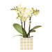 Mexico Gul Phalaenopsis Orchid Og Grøn Mosa Dekorativ Pot