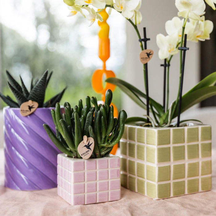 Mexico Gul Phalaenopsis Orchid Og Grøn Mosa Dekorativ Pot