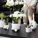 Gul Rød Phalaenopsis Orkidé I Hvid Rullepotte