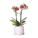 Gul Rød Phalaenopsis Orkidé I Hvid Rullepotte