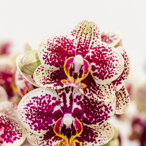 Gul Rød Phalaenopsis Orkidé I Hvid Rullepotte