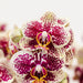 Gul Rød Phalaenopsis Orkidé I Hvid Rullepotte