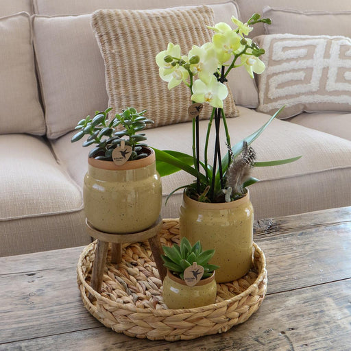 Gul Phalaenopsis Orkidé Og Grøn Plante I Vintage Potte