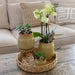Gul Phalaenopsis Orkidé Og Grøn Plante I Vintage Potte