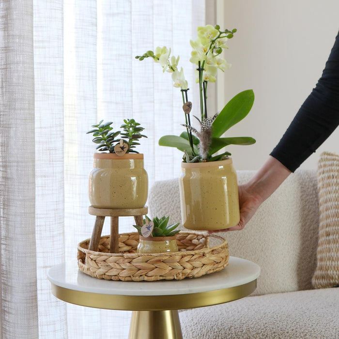 Gul Phalaenopsis Orkidé Og Grøn Plante I Vintage Potte
