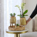 Gul Phalaenopsis Orkidé Og Grøn Plante I Vintage Potte