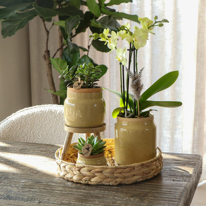 Gul Phalaenopsis Orkidé Og Grøn Plante I Vintage Potte