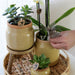 Gul Phalaenopsis Orkidé Og Grøn Plante I Vintage Potte