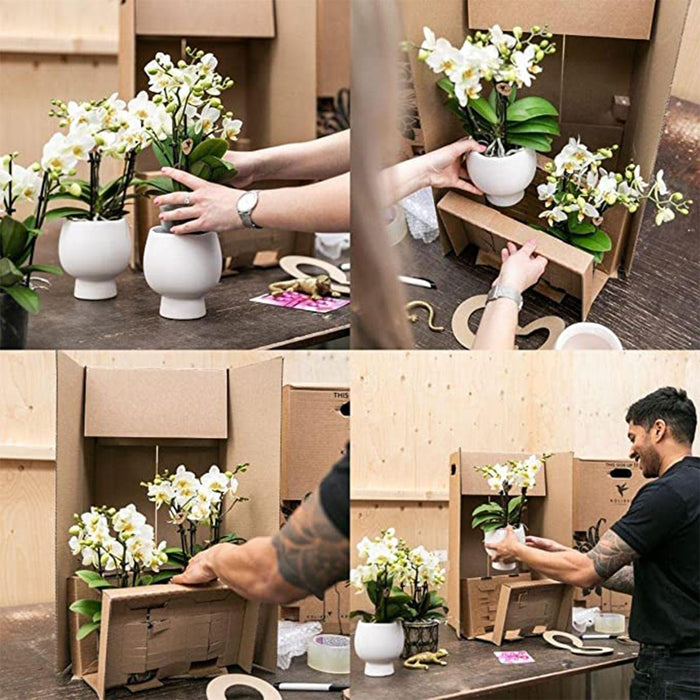 Gul Phalaenopsis Orkidé Og Grøn Plante I Vintage Potte