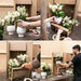 Gul Phalaenopsis Orkidé Og Grøn Plante I Vintage Potte