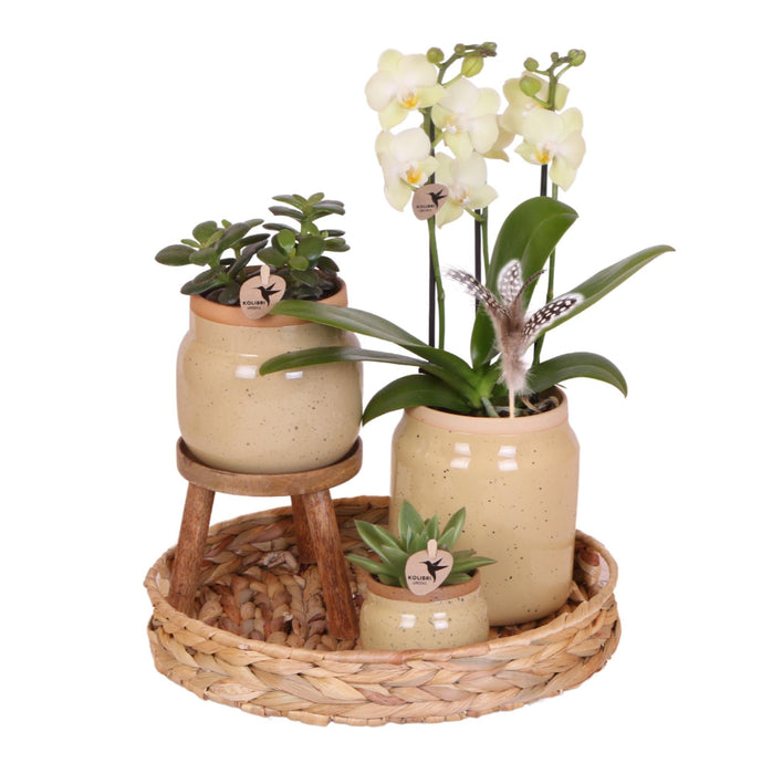 Gul Phalaenopsis Orkidé Og Grøn Plante I Vintage Potte
